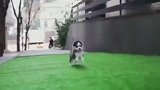 小奶狗真可爱，屁颠屁颠的追着主人跑，真怕它被主人给踩到