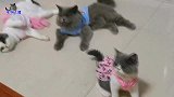 主人给几只小猫穿漂亮衣服，猫宝宝立刻疯起来，抱住猫妈一顿狂嗨