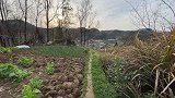 鸟类高兴的时候也会跳舞，舞姿优美