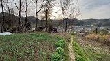 鸟类高兴的时候也会跳舞，舞姿优美
