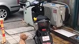 狗子：铲屎官快上车，我带你去兜风！