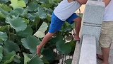 90后男子和朋友合力摘莲蓬回味童年