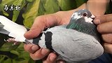 信鸽鉴赏：盖比继闪电号后的最强种公，灰白羽主力鸽！
