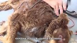 公羊被主人强行剃毛后暴跳如雷，看我不顶翻你，真是惹不起！