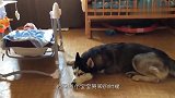 让狗狗照看宝宝睡觉，接下来意外的一幕发生了，镜头记录下全过程