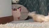 猫咪：救命啊，铲屎官准备下水杀猫了！