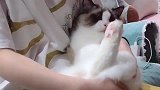 布偶猫：躺在主人怀里，脚一翘，姿势很茶艺！
