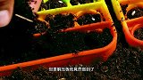 如何把家打造成小花园这些种植技巧和创意，帮你轻松实现花园梦