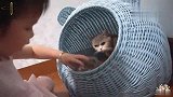 熊孩子把小奶猫当玩具要带走，猫妈妈紧张地跟在后面！