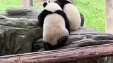 两只小熊猫打架只会拍耳朵，太可爱了