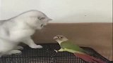 猫和鹦鹉打架,两个不服输的家伙,谁是最惨的那个