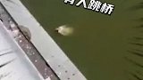 女子跳桥落水后慌张呼救，退役消防员和休假消防员飞奔下水救人