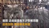 【南京】装700余只猫货车被女子拦下，铁笼内猫儿惨叫不绝
