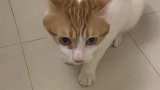 猫：说好的给我小鱼干，咋还不给我去拿呢！