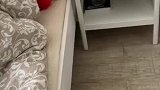 有一个会敲饭盆的猫是什么体验