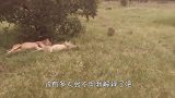 这是我见过最勇敢的疣猪！单枪匹马大战狮子，结果却意外了！