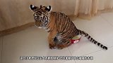 养只有洁癖的宠物啥体验？