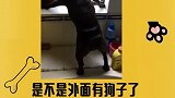 你是不是外面有狗子了你说！！