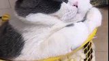 猫：还是这垃圾桶里面适合我睡觉！