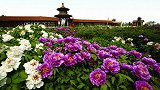 《中国推介》好客中国：中国牡丹之都——菏泽