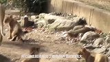 狮子们发生混战，结果被饲养员拿拖鞋平息，狮子：别打脸