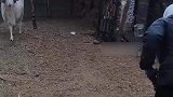 公羊攻击大妈，不料竟被扫帚封印