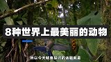8种世界上最美丽的动物，孔雀有你从未见识过的美貌
