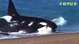 海洋中的霸主虎鲸，鲨鱼也不是它的对手，捕杀动物的手段残忍至极