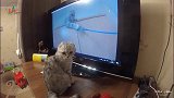 猫咪看电视,看到里面播放自己玩逗猫棒的视频,它还去电视上抓
