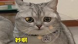 公猫看见小母猫，露出了全网最猥琐笑容，这笑容我爱了！