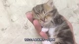猫咪躺在主人手掌心睡觉，就算主人手酸了，还坚持让猫咪安心睡觉