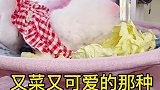 见过爱啃菜的狗嘛又菜又可爱的那种