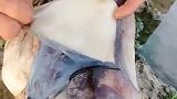 搞笑视频：赶海抓货