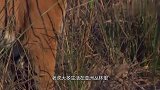 真实记录母老虎大战鬣狗，在丛林之王面前，鬣狗简直不堪一击