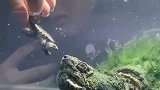 主人恶搞鳄龟，把它的后代当做食物投喂，怎料看到神奇的一幕！