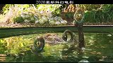 看完我打了打我家的二哈