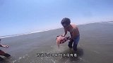 猎豹正在吃肉，作死豺狼猛咬豹子尾巴，下一秒真刺激