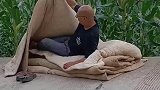 野猪太强悍天天晚上来吃，包谷我只好亲自照看
