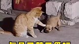 猫狗大战和平版，真是又菜又爱玩
