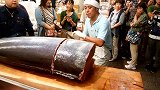 大厨在店门口表演切鱼，280斤大鱼被切成块，游客看得真过瘾！