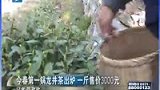 今春第一锅龙井茶出炉 一斤售价3000元-3月20日