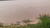 黄河泄洪涨水，村里大爷岸边围观，水浑了以后有大花头冲上岸过瘾