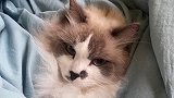 怀里的小可爱 布偶猫