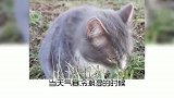 宠物冷知识，你家猫咪会睁眼睡觉吗？奇怪的知识又增加了