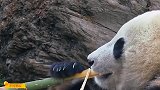 世界上唯一的外籍大熊猫，永远无法回国，网友看完感觉心痛