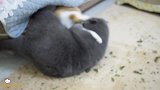 当小橘猫全身沾满猫薄荷，大猫顿时失控了：快让我爽一下！