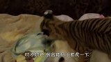 老虎正在睡觉，狗狗一口将老虎锁喉，网友：不知死活！