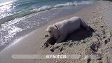 狗狗在沙滩刨坑，结果被浪花给摧毁，委屈死了