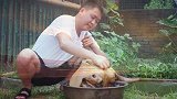 两兄弟吃牛头，大铁锅炖4小时，香气四溢，软烂脱骨，差点喝高了