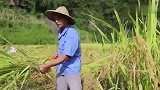 打完谷子，回家炒一锅老腊肉，再煮一锅洋芋饭，虽然累但很快乐